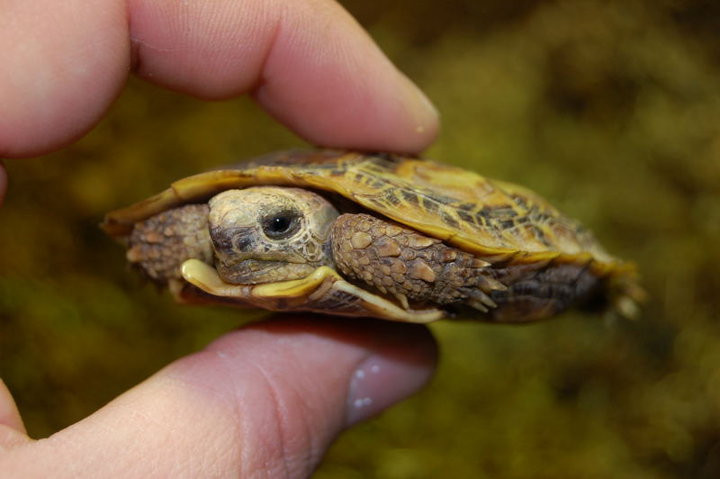 Pancake Tortoises For Sale at TortoiseSupply.com! Malacocherus Tornieri ...