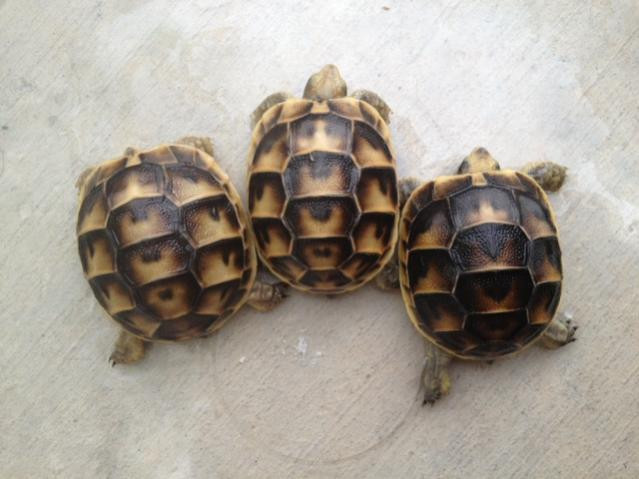 Baby Jordanian Greek Tortoises For Sale