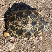 Juvenile Female Radiated Tortoise (Nevada sales only)
