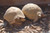 Golden Greeks from our breeding colony.