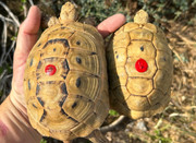 Golden Greek Tortoise (young adults)