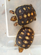 One month old Grenada Island redfoot tortoises