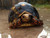 Adult female Grenada Island redfoot tortoise.