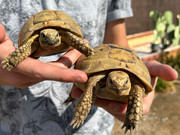 Golden Greek Tortoise Pair