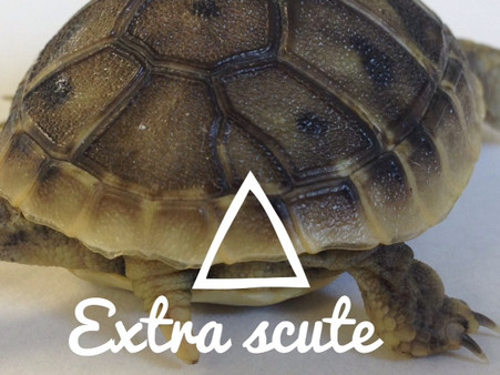 Example of a split scute in a baby hermanns tortoise. 