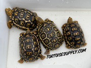 South African Leopard Tortoise (Big Babies)