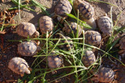 Big Baby Sulcata Tortoise (4 month olds, 2.5-3" size)