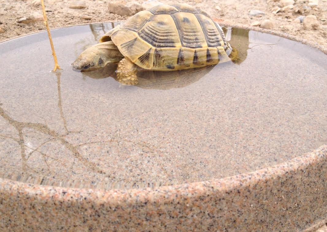 Tortoise shop water dish