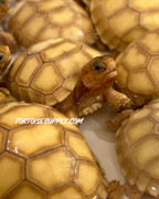 Baby "Ivory" Sulcata Tortoise