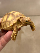 Big Baby "Ivory" Sulcata Tortoise