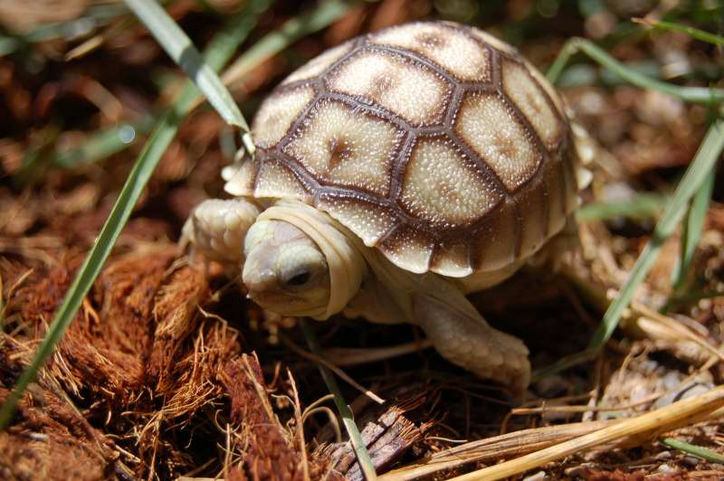 Baby Sulcata Tortoise - Tortoise Supply