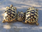Big Baby Eastern Hermanns Tortoise (4-6 month old)