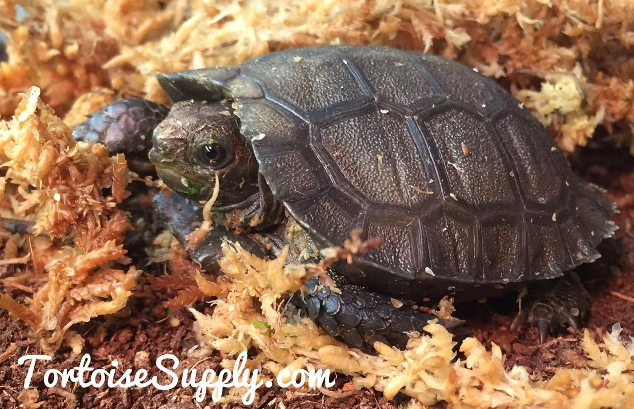 Burmese Brown Mountain Tortoises For Sale