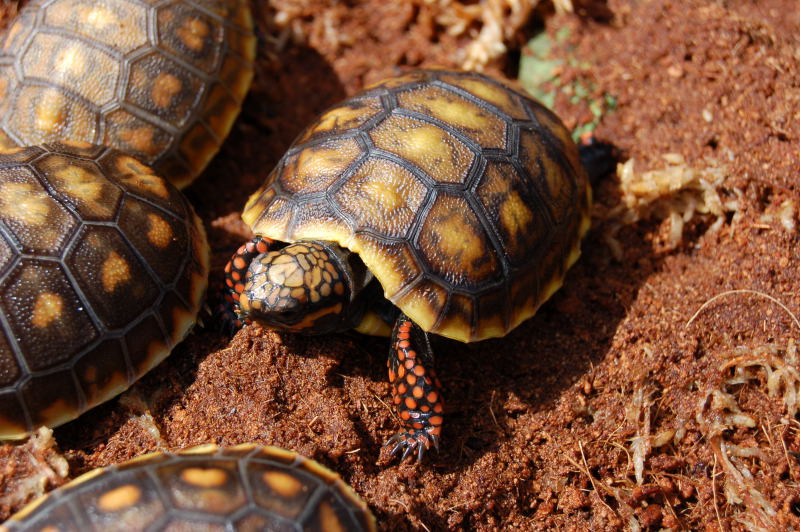 Redfoot Tortoises For Sale