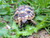 Baby dalmatian hermanns tortoise (6 months old). 