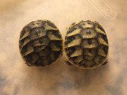 Example of split/irregular scutes on a baby dalmatian hermanns tortoise. 