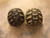 Example of split/irregular scutes on a baby dalmatian hermanns tortoise. 