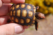 Beautiful baby cherryhead tortoise for sale.