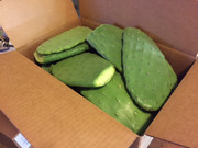 Cactus Pads (by the pound)