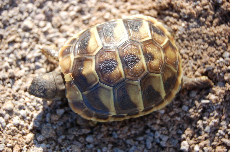 mediterranean tortoise for sale