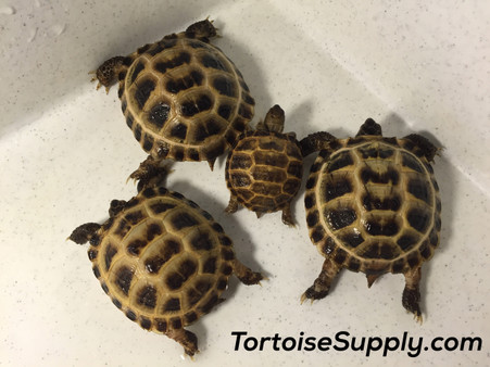 Comparison of "big babies" with a newly hatched (1 month old) baby Russian tortoise. 