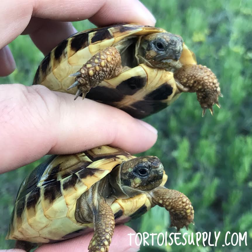 baby western hermanns tortoises