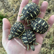 Baby Hermanns Tortoise (Western) 