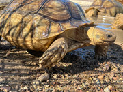 Young Adult Male Sulcata Tortoise
