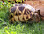 Adult female Burmese star tortoise