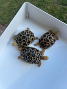 Big Baby Burmese Star Tortoise (March/April 2024 babies)