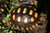Juvenile cherryhead redfoot tortoise for sale.