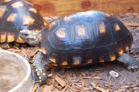Juvenile Yellowfoot Tortoises For Sale