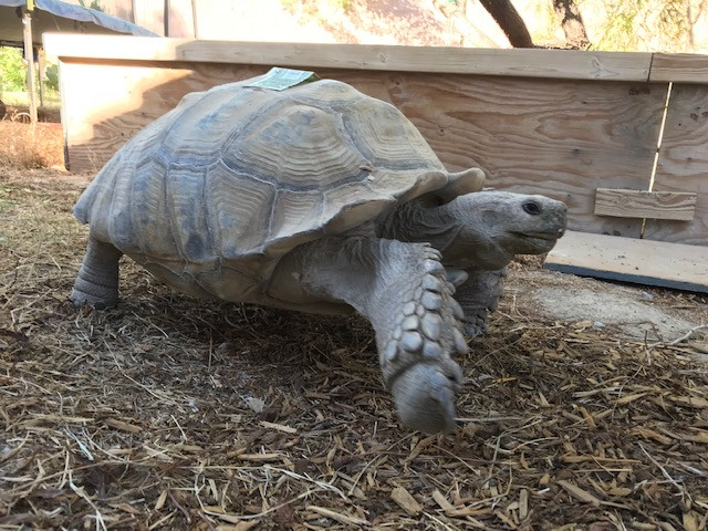 spur thighed tortoise size