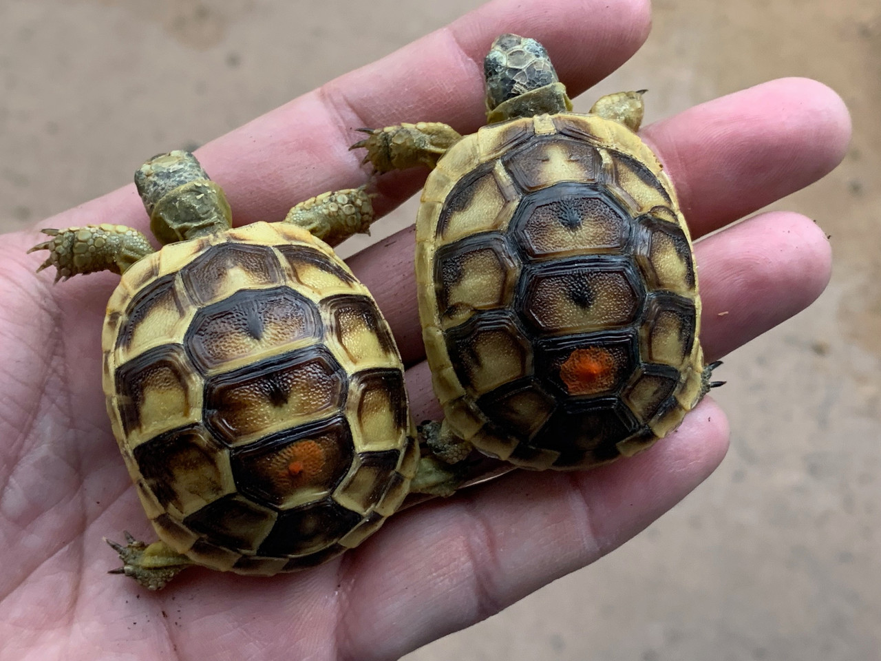 Baby Southern Ibera Greek Tortoises For 