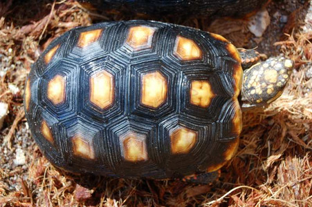 www.tortoisesupply.com