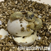 Baby Egyptian Tortoise