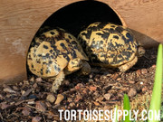 Adult Female (Libyan) Greek Tortoise - 1 Available