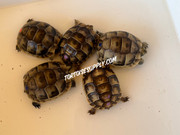 WHOLESALE LOT - 5 Baby Greek Tortoises