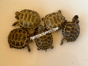 WHOLESALE LOT - 5 Baby Russian Tortoises