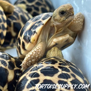 Baby Burmese Star Tortoise (early 2023 babies)