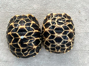 Baby Burmese Star Tortoise (split/irregular scutes)