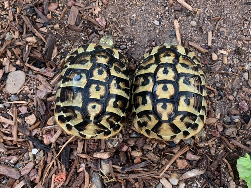 hermanns tortoise full grown