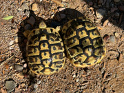 Hermanns Tortoise (Dalmatian) - Young Adult Female