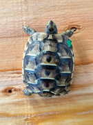 *Exact Tortoise* Baby (Caspian) Greek Tortoise #3
