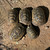 Photo of adult Caspian Greek tortoises. 