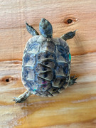 *Exact Tortoise* Baby (Caspian) Greek Tortoise #5 (irregular scute pattern)