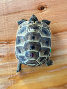 *Exact Tortoise* Baby (Caspian) Greek Tortoise #7
