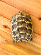 *Exact Tortoise* Baby (Jordanian) Greek Tortoise #3