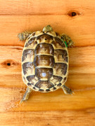*Exact Tortoise* Baby (Jordanian) Greek Tortoise #4
