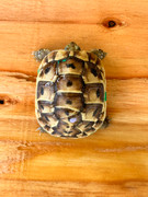 *Exact Tortoise* Baby (Jordanian) Greek Tortoise #6 (irregular scute pattern)